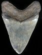 Fossil Megalodon Tooth - Georgia #56345-2